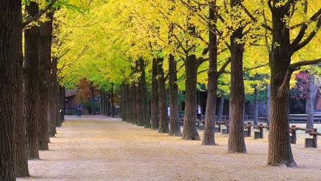 The-tree-tunnel-in-autumn-where-is-the-romantic-walkway-for-a-couple-to-walk-through-the-tunnel,-South-Korea-or-Republic-of-Korea