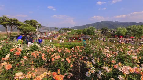 Rosa-und-gelbe-rose-Festival-Menschen-Zeitraffer-in-Korea