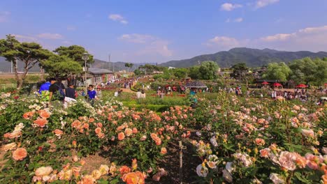 Lapso-de-tiempo-de-la-gente-festival-rosa-rosa-y-amarillo-en-Corea