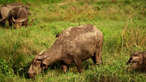 búfalo-de-Asia-come-hierba-en-campo-verde