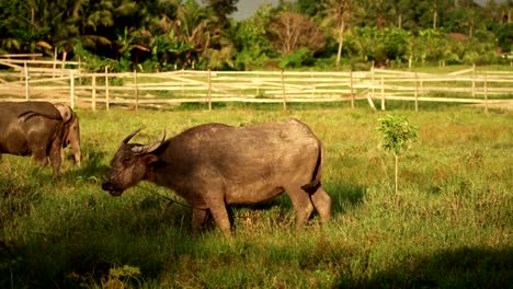 búfalo-de-Asia-come-hierba-en-campo-verde