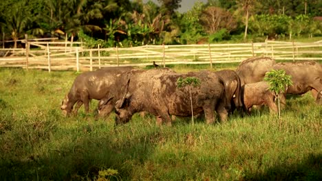 búfalo-de-Asia-come-hierba-en-campo-verde