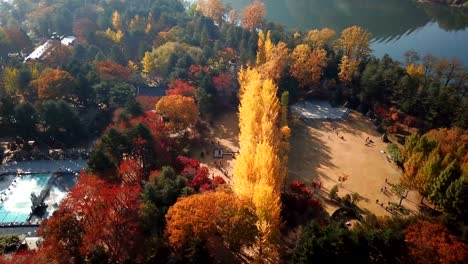 Aerial-view-autumn-of-Nami-island,-South-Korea