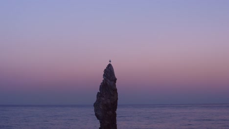 Gaviota-parado-sobre-una-sola-pierna-en-roca-de-Chooam-vela-en-noche