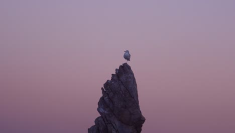 Möwe-stehen-auf-einem-Bein-in-Chooam-Leuchter-Rock-Abend