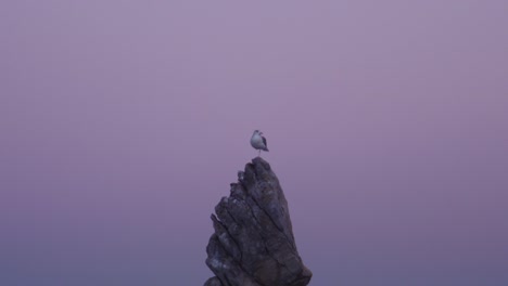 Seagull-stand-on-one-leg-in-Chooam-candlestick-rock-in-evening