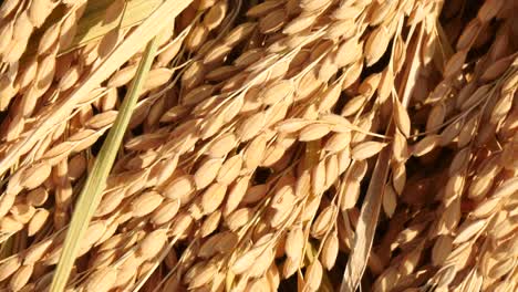 Detail-view-of-ear-of-paddy-rice-panning-and-focusing