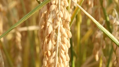 Soleado-día-de-campo-de-arroz-en-el-viento-suave-y-swing