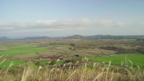 Schilf-im-Wind-auf-einem-Hügel-in-Jeju-Insel-schütteln