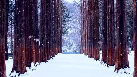 Row-tree-and-snow-falling-in-Nami-island,-South-Korea.-Nami-island-in-winter.
