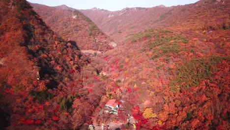 Luftbild-herbstlichen-Wald-der-Naejangsan-National-Park,-Südkorea.