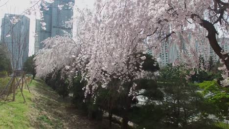 Cherry-Brossom-Spring-Road-of-Haeundae,-Busan,-South-Korea,-Asia