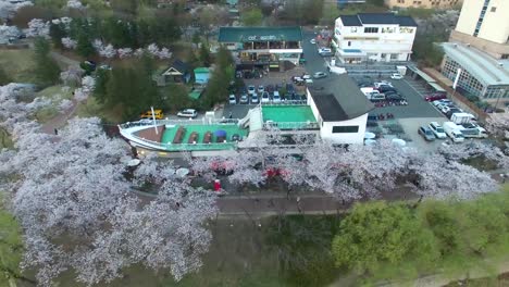 Cherry-Blossom-Frühjahr-Bomun-Park,-Gyeongju,-Südkorea,-Asien