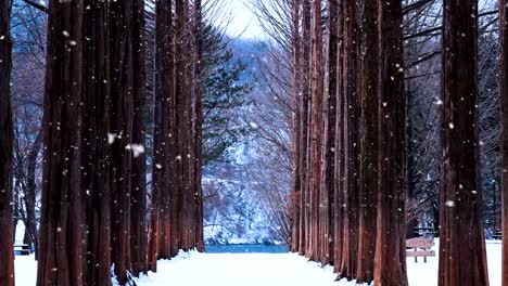 Row-tree-and-snow-falling-in-Nami-island,-South-Korea.-Nami-island-in-winter.