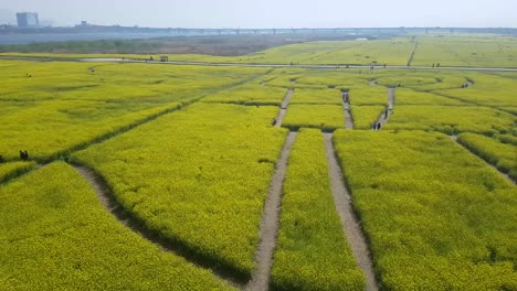 Yuchae-Canola-Flower-Festival-in-Nakdong-river,-Busan,-South-Korea,-Asia