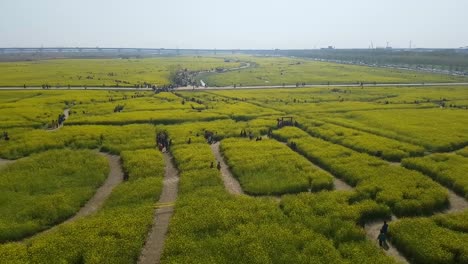 Yuchae-Canola-Flower-Festival-in-Nakdong-river,-Busan,-South-Korea,-Asia