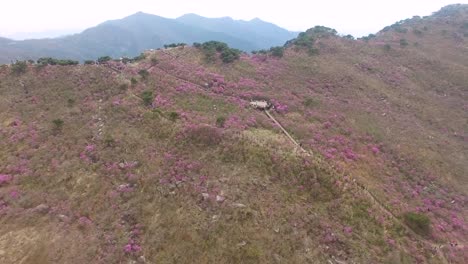 Jindallae-Azalea-Blossom-Blooming-in-Biseul-Mountain,-Daegu,-South-Korea,-Asia-when-Apr-26-2018Jindallae-Azalea-Blossom-Blooming-in-Biseul-Mountain,-Daegu,-South-Korea,-Asia