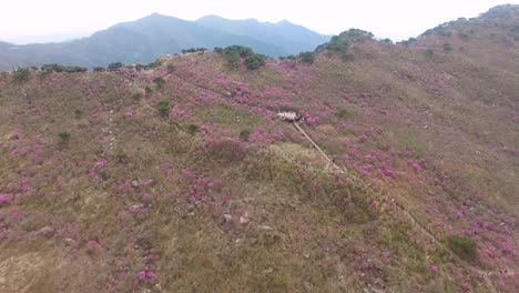 Jindallae-Azalea-Blossom-florece-en-Biseul-montaña,-Daegu,-Corea-del-sur,-Asia-cuando-Apr-26-2018Jindallae-Azalea-Blossom-florece-en-Biseul-montaña,-Daegu,-Corea-del-sur,-Asia