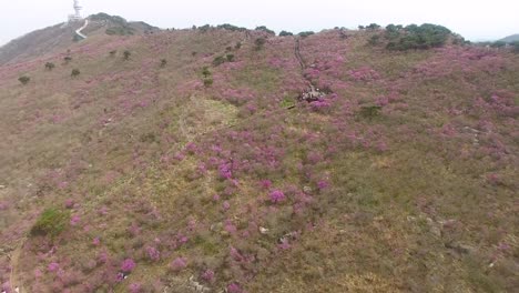 Jindallae-Azalea-Blossom-im-Biseul-Berg,-Daegu,-Südkorea,-Asien-bei-Apr-26-2018Jindallae-blühenden-Azaleen-blühen-blühen-im-Biseul-Berg,-Daegu,-Südkorea,-Asien