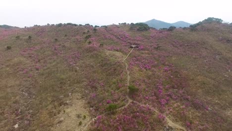 Jindallae-Azalea-Blossom-im-Biseul-Berg,-Daegu,-Südkorea,-Asien-bei-Apr-26-2018Jindallae-blühenden-Azaleen-blühen-blühen-im-Biseul-Berg,-Daegu,-Südkorea,-Asien