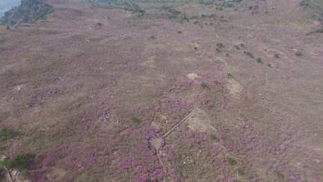 Jindallae-Azalea-Blossom-im-Biseul-Berg,-Daegu,-Südkorea,-Asien-bei-Apr-26-2018Jindallae-blühenden-Azaleen-blühen-blühen-im-Biseul-Berg,-Daegu,-Südkorea,-Asien