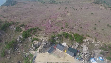 Jindallae-Azalea-Blossom-im-Biseul-Berg,-Daegu,-Südkorea,-Asien-bei-Apr-26-2018Jindallae-blühenden-Azaleen-blühen-blühen-im-Biseul-Berg,-Daegu,-Südkorea,-Asien