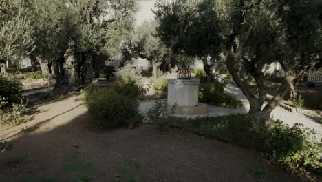 Fuß-vorbei-an-Olivenbäumen-im-Garten-von-Gethsemane-in-jerusalem