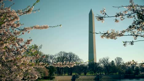 Schuss-des-Washington-Monument-und-Kirsche-Blüten-schwenken