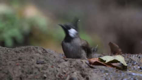 Baño-de-toma-del-Himalaya-bulbul-en-bosque