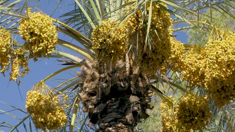 Dattelpalme---Datum-Frucht