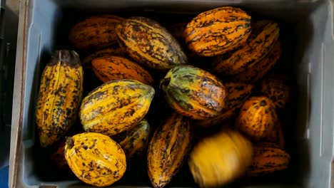 Kakao-Obst,-rohe-Kakaobohnen-und-Cocoa-Pod-im-Kasten.