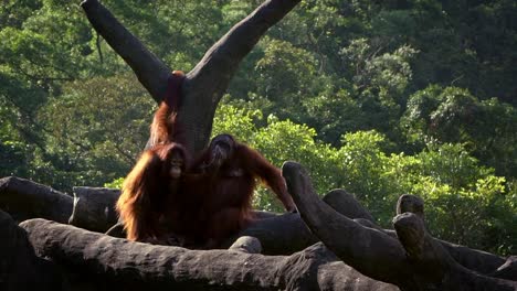 Movimiento-lento-de-orangután-de-madre-y-bebé-en-los-árboles-del-bosque