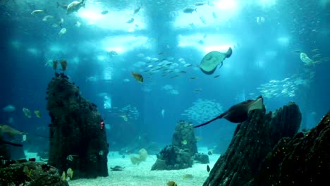 Vista-sorprendente-acuario-submarino-con-muchos-fishes