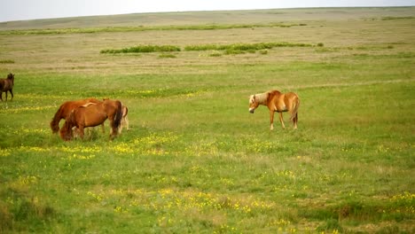 Potro-y-su-madre-en-un-prado-soleado.-Caballos-y-potro-pastan-en-una-pradera.