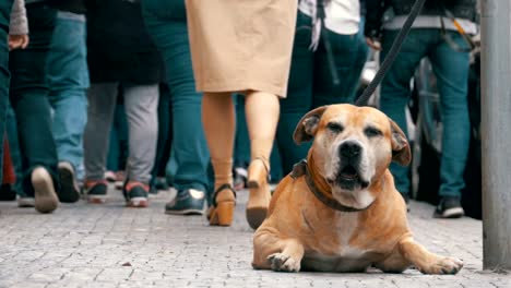 Menge-von-nicht-gleichgültig-Menschen-auf-der-Straße-vorbeifahren-traurig,-treuen-Hund-gebunden