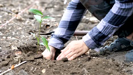 Mano-del-hombre-planta-un-árbol.-Medio-natural-de-conservación