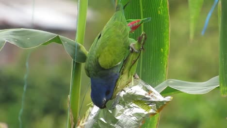 Ave-naturaleza-verde-loro-colombia