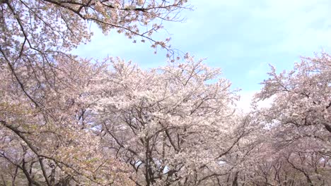 Beautiful-Sakura,-cherry-blossoms,-spring