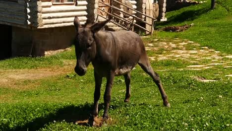 un-burro-haciendo-piss,-vídeo-de-alta-definición-de-burro,