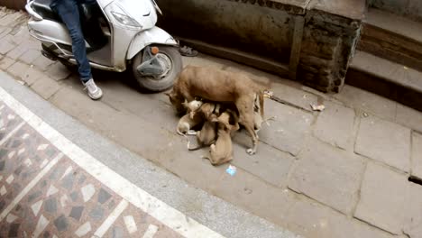 Dog-feeds-puppies-staing-in-middle-of-narrow-cobbled-street-of-Varanasi-women's-legs-in-sarees-pass-around-it