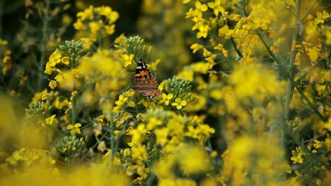 Rapeseed