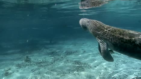 West-India-Manatee-toma-aire