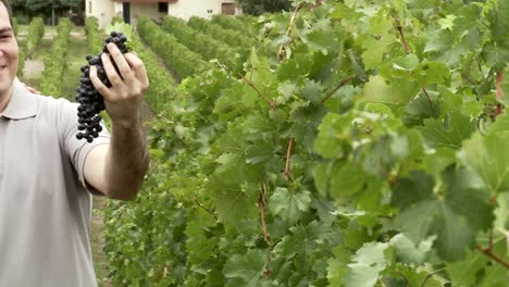 Couple-in-vineyard