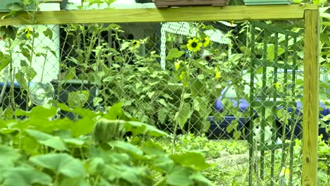 Gelbe-und-lila-Blumen-im-Garten