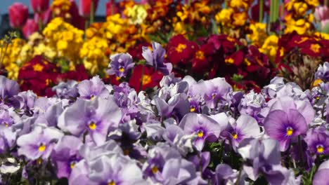 Schönen-Frühling-Blumen-in-der-Innenstadt-von-Victoria,-V.-CHR.