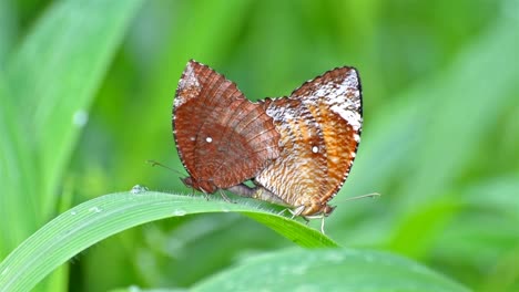 Butterflies-making-love-on-green-leaf,-nature-stock-footage