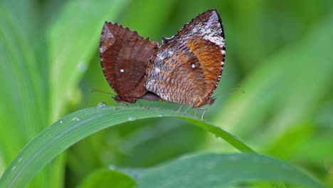 Mariposas-decisiones-amor-en-hoja-verde,-vídeos-de-stock-de-naturaleza