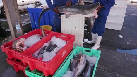 Dead-baby-sharks-being-crated-for-shark-fin-industry