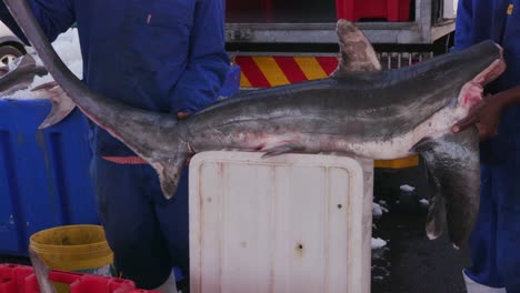 Dead-baby-sharks-being-crated-for-shark-fin-industry