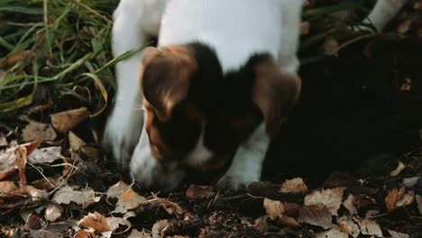 Raza-de-perro-Jack-Russell-Terrier-caminar-en-el-parque